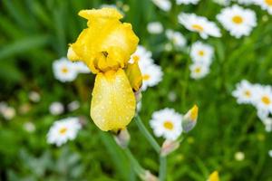 yellow iris close-up on a background of daisies photo