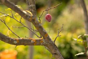 una ciruela en la rama de un árbol, primer plano foto