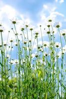 large daisies against the sky. summer flowers from below. flowers like from a fairy tale photo