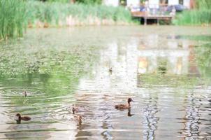 los patos copetudos nadan en el lago. .un tiro horizontal de lindos patos nadando en un lago. foto