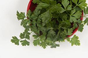 parsley in a bowl isolated without anyone. photo