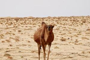 Lonely camel in the desert. Wild animals in their natural habitat. Wilderness and arid landscapes. Travel and tourism destination in the desert. Safari in africa.