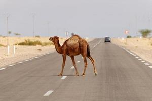 Camel crossing the road in the desert. Wild animals. Beware of camels crossing the road in the desert. Drive and travel with caution. Respect the animals crossing the road.