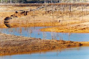 Low levels of water reservoir. Dry climate. Shortage of water. Dead trees. Climate change and global warming. There is no planet B. Urgent action to save the world. Environment. photo