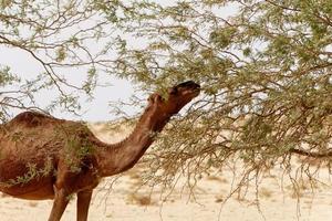 Camel in the desert eating leaves from the tree. Wild animals in their natural habitat. Wilderness and arid landscapes. Travel and tourism destination in the desert. Safari in africa.