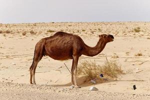 Lonely camel in the desert. Wild animals in their natural habitat. Wilderness and arid landscapes. Travel and tourism destination in the desert. Safari in africa. photo