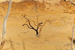 View of dead trees in arid and dry areas. Dry climate. Shortage of water. Climate change and global warming. There is no planet B. Urgent action to save the world. Environment.  Ecological Disaster. photo