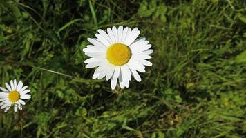 Kamille auf der Wiese. Kamille wiegt sich im Wind. video