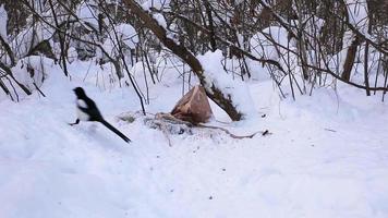 eurasische Elster, Pica Pica. Vogel, der durch den Schnee rennt, auf der Suche nach Nahrung und dann davonfliegt. video