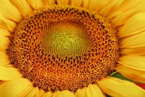 Sunflower flower with petals close-up in the form of patterns and full-screen textures as the background. photo