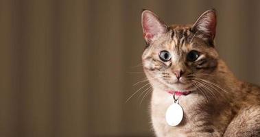 um lindo gato doméstico de pelo curto sentado em uma caixa de papelão e olhando para a câmera - close-up pan video