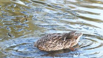 Nahaufnahme einer Ente, die auf der Wasseroberfläche schwimmt, während sie nach Nahrung taucht - Nahaufnahme video