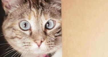 A beautiful domestic pet cat hiding behind a cardboard paper box and curiously looking around - Close up video