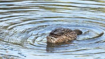 Eine Ente, die nach Nahrung taucht, während der Körper an sonnigen Tagen rückwärts im Lisriver schwimmt - Nahaufnahme video