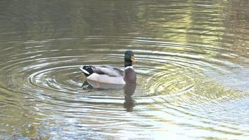 hermoso paisaje de un pato salvaje flotando en el río lis durante el día soleado - primer plano video