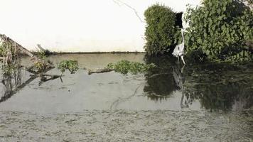 una garza de pie y esperando peces junto a las plantas en las aguas del río rio lis en leiria, portugal - plano general video