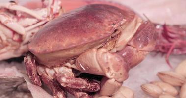 Live Crabs Move On Top Of The Ice. slow motion video