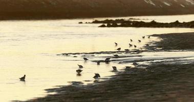 Seagulls feeding on the sand during sunset in Vieira, Portugal - close up video