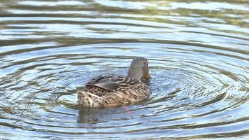 een bruin eend duiken Aan de vredig wateren van een meer in leiria, Portugal - langzaam beweging video