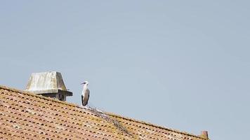 een zeemeeuw neergestreken Aan een dak van een huis in grandola, Portugal - kantelen omhoog schot video