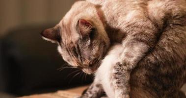un adorable chat domestique à poil court nettoyant sa fourrure en léchant - ralenti video