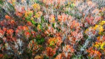 vue aérienne des arbres d'automne qui changent de couleur pour perdre leurs feuilles en été. des photos d'arbres en hauteur lors des changements de saison. tons orange, vert, rouge, jaune dans les arbres. video