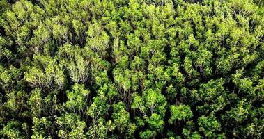 une forêt balayée par le vent. concept de forêt tropicale d'asie. video