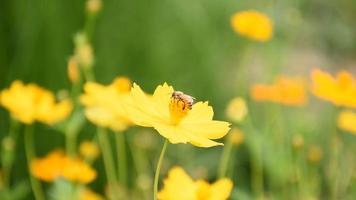 kosmos bloemen met de wind blazen. video