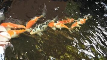 eine gruppe von koi-fischen im teich, in bewegung und schwimmen um den teich, entspannend und gutes gefühl mit kok-fischfütterungskonzept. video