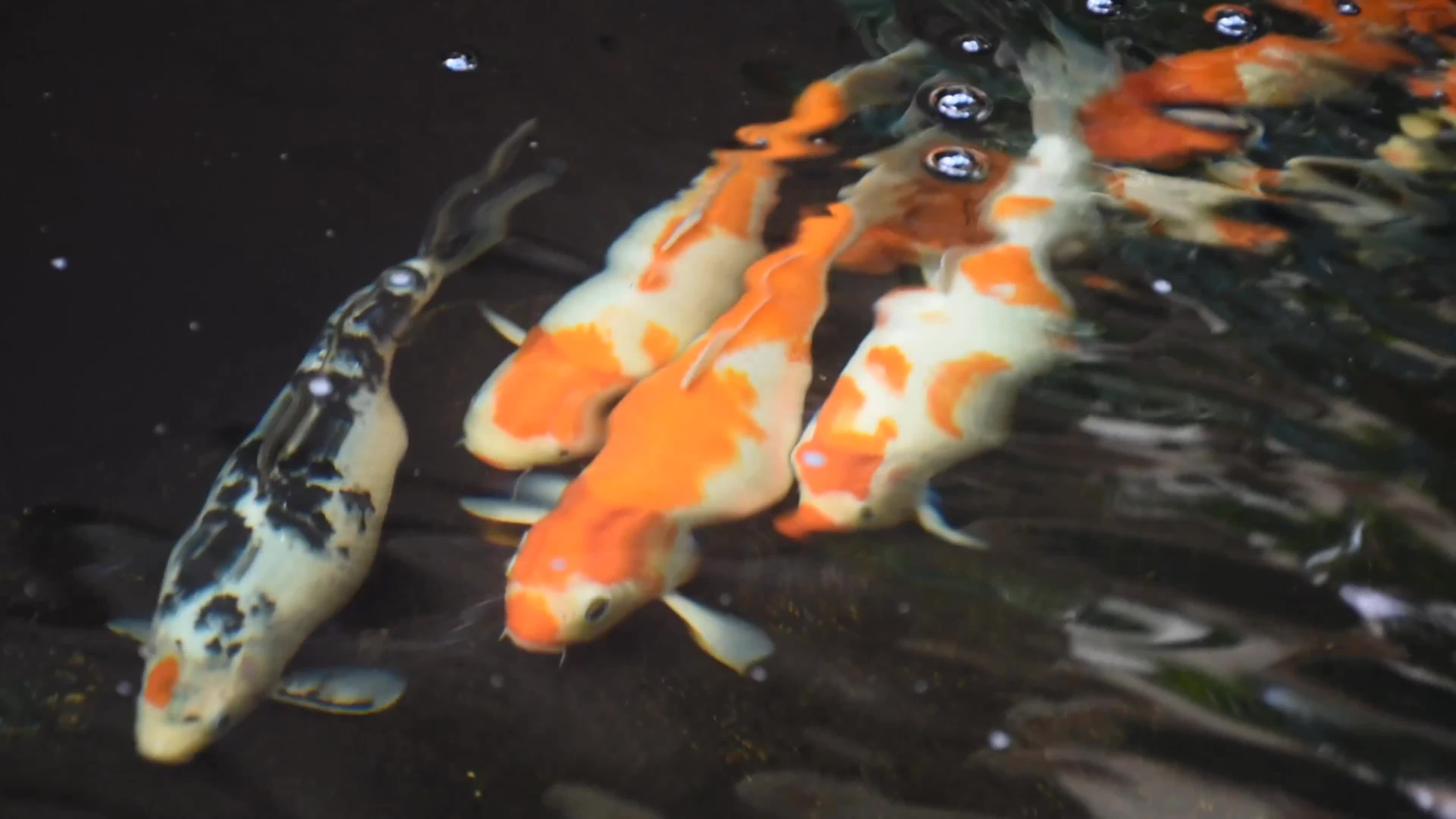 A Group Of Koi Fish In Pond In Motion And Swimming Around The Pond a-group-of-koi-fish-in-pond-in-motion-and-swimming-around-the-pond