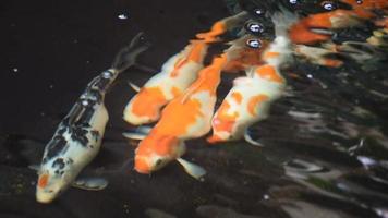 un grupo de peces koi en el estanque, en movimiento y nadando alrededor del estanque, relajándose y sintiéndose bien con el concepto de alimentación de peces kok. video