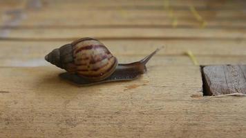 a snail crawling on a bamboo cot video