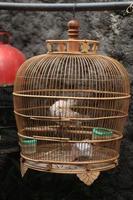 Streptopelia risoria puter perched in a wooden cage photo