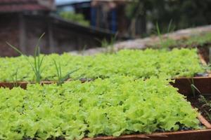 Lettuce seeds in box containers made of bamboo and ready to be planted photo