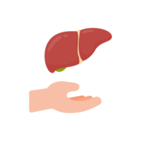 hand som stöder inre organ begreppet organdonation för behandling av patienter png