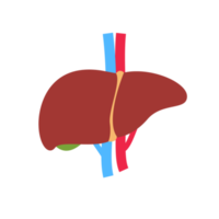 fegato icona. il fegato è il umano interno organo quello aiuta filtro tossine e rifiuto a partire dal il corpo. png