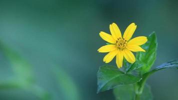 las malas hierbas y las plantas silvestres prosperan como pequeños girasoles, flores moradas video