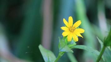 las malas hierbas y las plantas silvestres prosperan como pequeños girasoles, flores moradas video