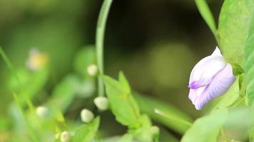 séquences vidéo les mauvaises herbes et les plantes sauvages prospèrent comme de petits tournesols, des fleurs violettes video