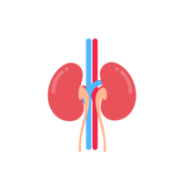 icône de rein. un rein rouge ressemblant à un haricot. sert à filtrer les déchets pour recueillir l'ulcère gastrique. png