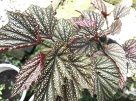 plants that decorate the yard photo