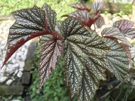 plants that decorate the yard photo