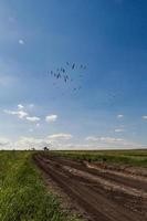 Birds flight landscape photo