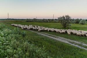 Herd of sheeps landscape photo
