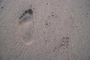 Human footprint with an animal footprint Sand texture background photo