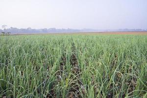 Green Onion plantation in the field of foggy winter morning view photo