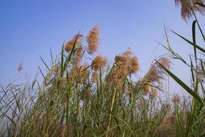 Kans grass or saccharum spontaneum flowers field against the evening colorful blue sky photo