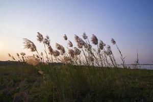 Kans grass or saccharum spontaneum flowers field against the evening colorful blue sky photo