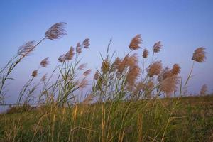 Kans grass or saccharum spontaneum flowers field against the evening colorful blue sky photo