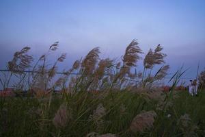 Kans grass or saccharum spontaneum flowers field against the evening colorful blue sky photo
